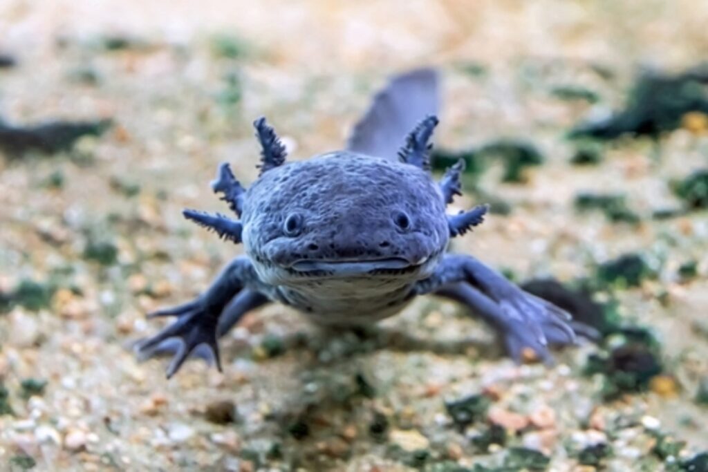 Kawaii:hbruracvig8= Axolotl