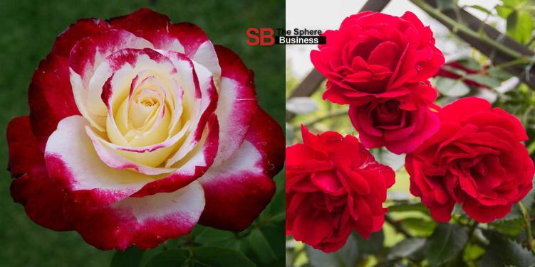Bundy Roses