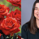 Bundy Roses: The Complete Guide to Their Beauty, Meaning, and Legacy Bundy Roses
